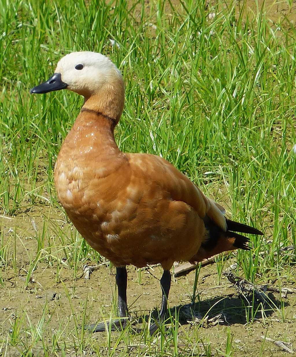 Casarca a Racconigi
